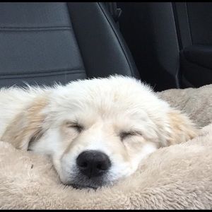 Meet your Posher, Jess